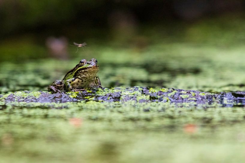 Green frog by Merijn Loch