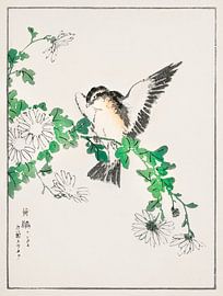 Narzissenschnäpper und Chrysanthemen-Illustration von Numata Kashu (1838-1901). von Studio POPPY