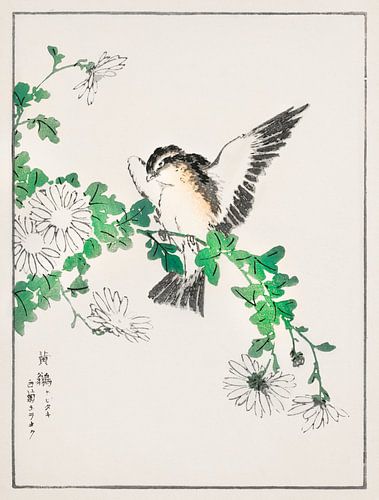 Narcissus Flycatcher and Chrysanthemum illustration by Numata Kashu (1838-1901).