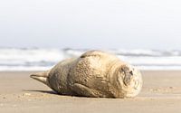 zeehond geniet van het voorjaarszonnetje