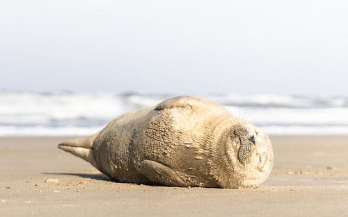 Seehund genießt die Frühlingssonne