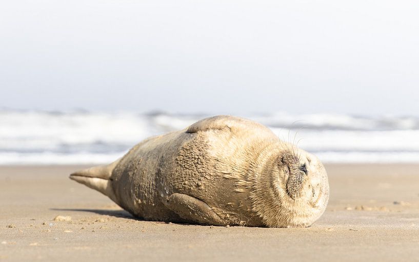 seal enjoys the spring sunshine by mitevisuals