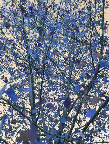 Blue November by Angelo Cerantola