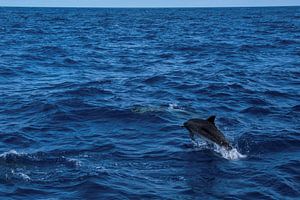Dauphin sauteur