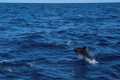 Dauphin sauteur sur Beeldspraak