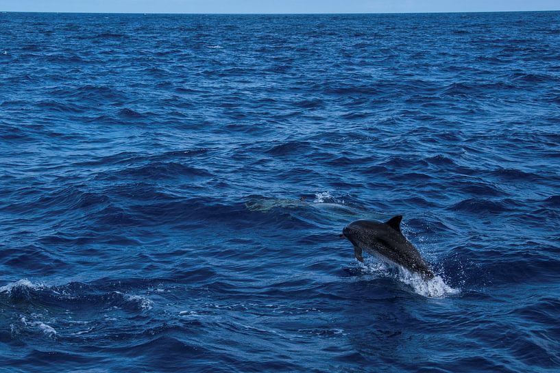 Springender Delphin von Beeldspraak