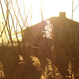 Schilfrohr im Gegenlicht von DVT Photography