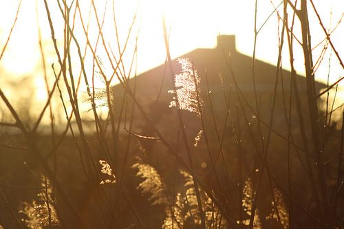 Schilfrohr im Gegenlicht