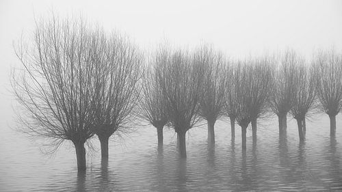 Wilgen in het water