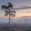 Brouillard matinal sur Cor de Bruijn Photography