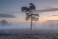 Morgennebel
