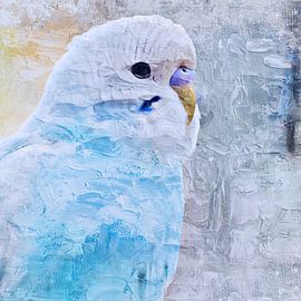 Blue budgerigar (close up)