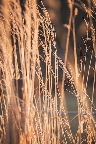 Nature in macro mode. Vegetation around Lake Jonsvatnet, just outside Trondheim in Norway