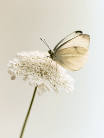 Vlinder op een witte bloem van IamHomeStudio
