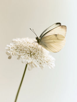 Vlinder op een witte bloem