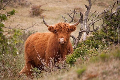 Portret Schotse Hooglander