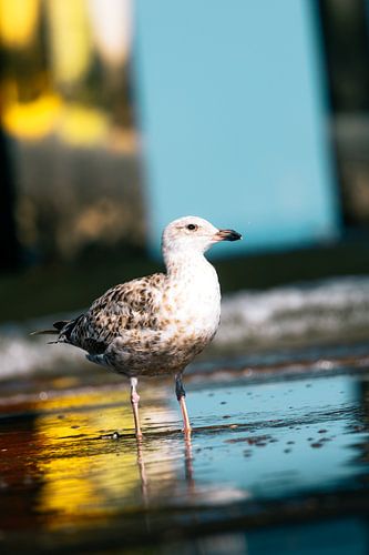 Möwe unter dem farbenfrohen Pier - Scheveningen pier von NickedPhotos