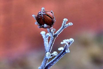 Hallo Bud1 von erikaktus gurun