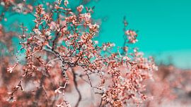 Desert Flowers Photo Canvas – Colourful Nature Photography Wall Decoration 20 by FotoDennis.com | Werk op de Muur