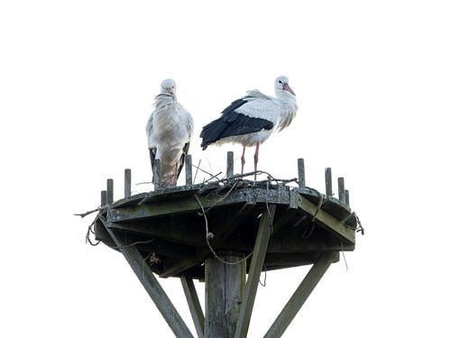 A pair of storks for the happy expectation