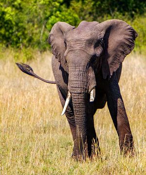 Afrikaanse olifant van Peter Michel