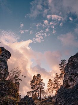 Trees - Sky - Clouds