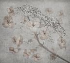 Blühender Doldenblütler einer Hortensie von Anouschka Hendriks Miniaturansicht