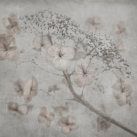 Blühender Doldenblütler einer Hortensie von Anouschka Hendriks