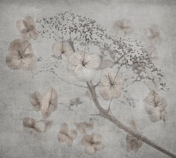 Blühender Doldenblütler einer Hortensie von Anouschka Hendriks