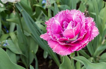 pink tulip with cartels
