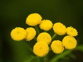 Balsam worm herb by Mr White Takes Pictures