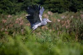 Schuhschnabel/Storch, Schuhschnabel-Storch von Denise Captures