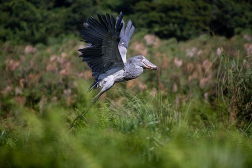 Schuhschnabel/Storch, Schuhschnabel-Storch