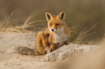 Vos relaxen in de duinen