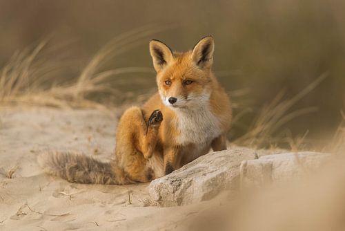 Vos relaxen in de duinen