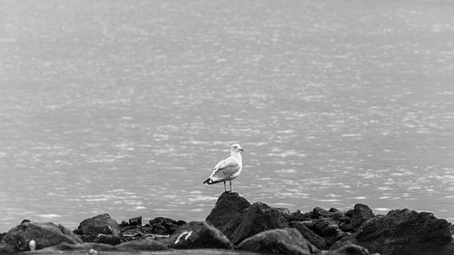 Un moment sur la jetée sud sur Zaankanteropavontuur