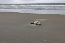 Foto's van een grijze zeehond op het strand van Langeoog. van Bianca Meyering Fotos - BMF