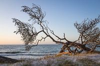 Avondstemming op het weststrand