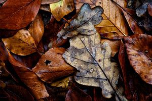 Herfstbladeren 3.0