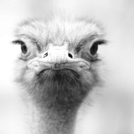 Struisvogel portret van Ima Rhebok