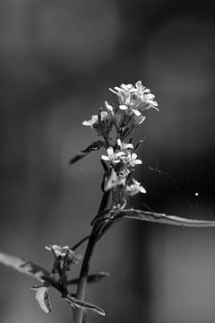Kleine Blumen in Schwarz und Weiß von Gerard de Zwaan