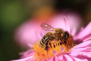 Bees van Klaus-Dieter Schulze