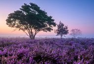 Bomen op de paarse heide van Ellen van den Doel thumbnail