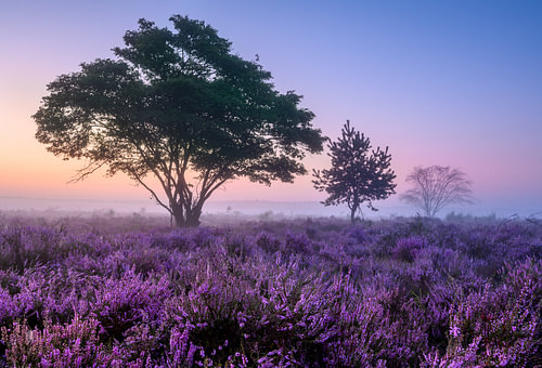 Bomen op de paarse heide