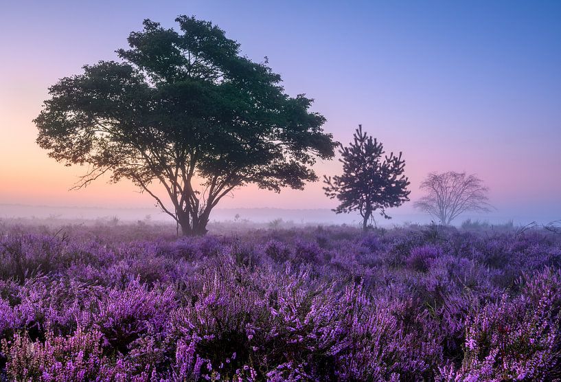 Bäume auf der violetten Heide von Ellen van den Doel
