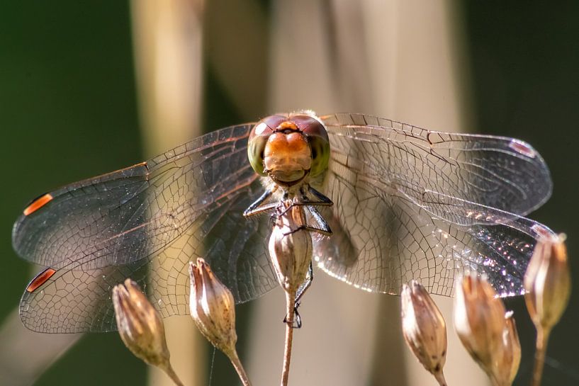 Blood-red damselfly - Elegant queen of the skies by Your Happy Life