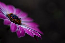 Rosa Spanisch Magriet von Miranda Snoeijen