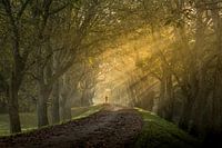 Magic morning light