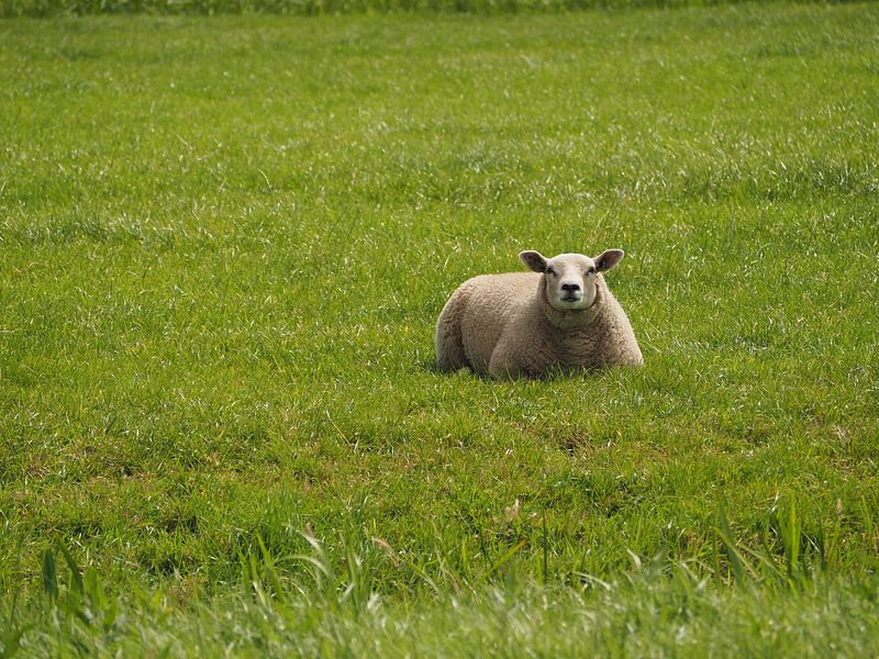 Sheep by Marieke