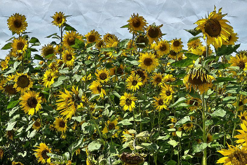 Sonnenblumenfeld par Edgar Schermaul